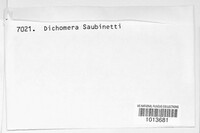 Dichomera saubinetii image